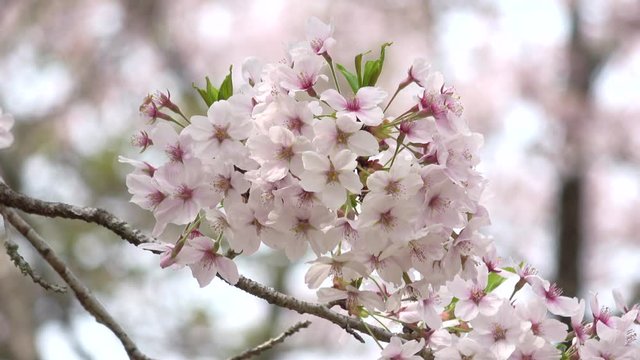 満開の桜 ソメイヨシノ 4K / Closeup of cherry blossoms, Sakura, Yoshino cherry