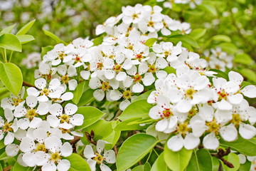 amazingly beautiful many tree branches white flowers, Apple buds garden spring nature open flower seed-bearing part of the plant, stamens, pedicels, surrounded by a brightly colored Corolla, petals