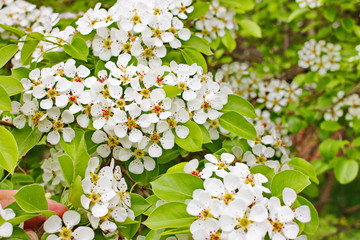 amazingly beautiful many tree branches white flowers, Apple buds garden spring nature open flower seed-bearing part of the plant, stamens, pedicels, surrounded by a brightly colored Corolla, petals