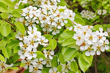 amazingly beautiful many tree branches white flowers, Apple buds garden spring nature open flower seed-bearing part of the plant, stamens, pedicels, surrounded by a brightly colored Corolla, petals