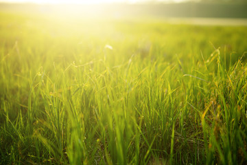 Spring fresh bright green grass at sunset on a warm sunny day. Background of a green grass. Green...