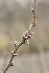 Tree Branch with Buds in Early Spring