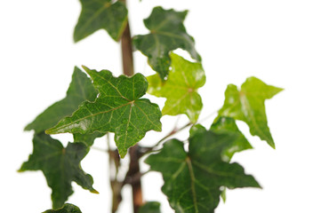 Ivy branch on White Background