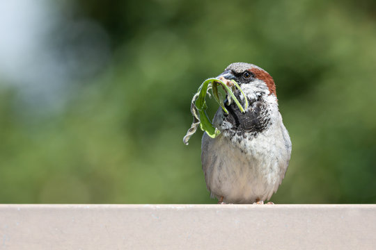 Sparrow with Nesting Materials, takes a break, shallow depth of field. Close up detail, collecting greens. - Powered by Adobe