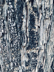 Texture of pine bark. Background of tree bark. Seamless tree bark, Endless wooden background