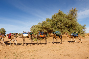camel caravan in the sahara desert, camels are standing with cargo on their backs, Morocco