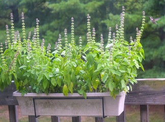 Sweet Basil, Lemon basil, ocimum basilicum Linn in pot on green background.  Fresh basil plant tree on nature background in spring.