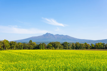 北海道　道東　清里町のキカラシと斜里岳