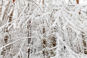 Forest trees branches covered in snow