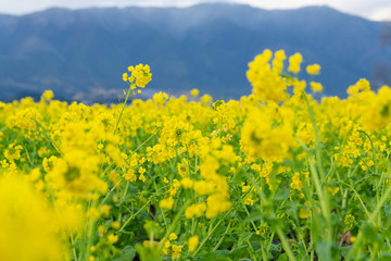 菜の花畑