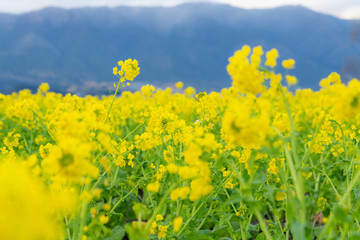 Obraz premium 菜の花畑