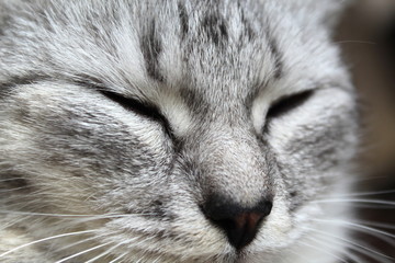 Fluffy cat face of gray color with half-closed eyes
