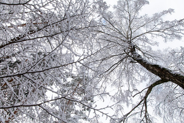 Forest trees covered in snow, view from below