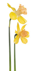 daffodil flower isolated © _Vilor