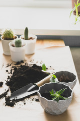 Home gardening landscaping. Transplanting various green plants cactus seculents into pots. Vertical frame.