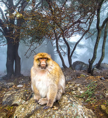 Barbary Macaque Monkey sitting on ground in the great Atlas forests of Morocco, Africa