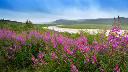 Bright pink flowers on a background of green meadows, river and hills, Norway.