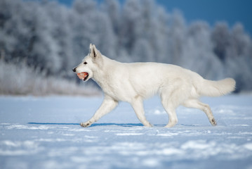 white shepherd dog walking outdoors in winter