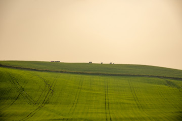 夕方の北海道の牧場