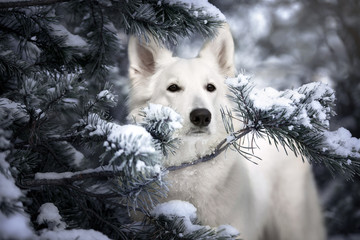 white shepherd dog portrait in pine tree in the snow