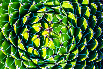 Agave (Queen Victoria agave, royal agave) is succulent flowering perennial plant, noted for its streaks of white on sculptured geometrical leaves. Artistic picture. Beauty world.