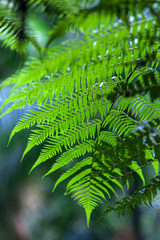 Green leaves of the fern at the rainforest