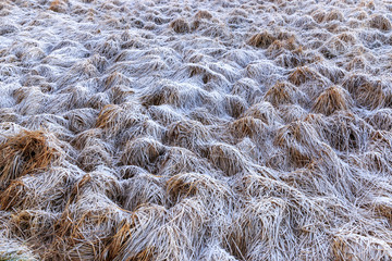 Il gèle dans les Hautes-Fagnes
