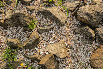 Muscheln am Rheinstrand