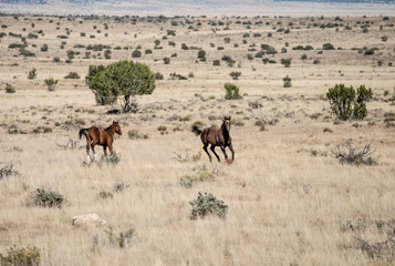 Fototapeta na wymiar Wild horses Usa