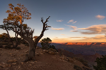 dead tree in the Grand Canyon