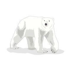 Illustration of Polar Bear vector, international Polar Bear day