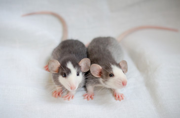 portrait of two little young brothers pet black husky rats on light blanket background