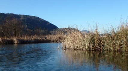 landscape with lake and forest