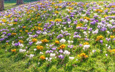 Crocus in bloom.