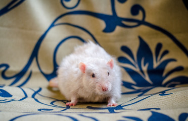 portrait of fluffy cute pet beige rat on blanket background