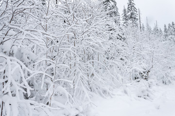 Winter fary forest snowy taiga hills Beautiful beautiful nature of Russia. Taiga forest in winter. Frosty snowy overcast weather