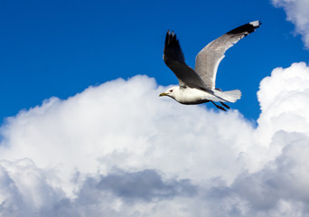 A common seagull is flying with wings spread out agains a clear blue sky with fluffy clouds. Freedoom.