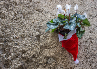 Santa Claus cap and flowers on the wall