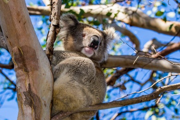 Kangaroo Island, Australia, South Australia- MARCH 2016: The koala (Phascolarctos cinereus), on eucalyptus tree. Today extremely endangered by Australian fires © Lukas