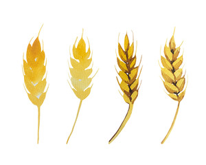 Watercolor hand drawn wheat illustration. Golden wheat stock collection. 