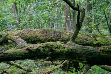 Dead oaks lying moss wrapped