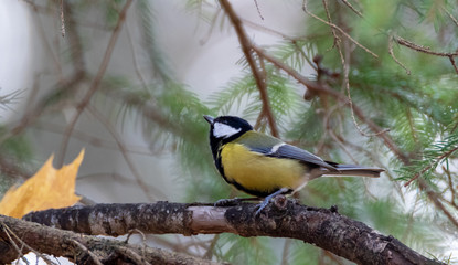 Female Great tit closeup  in winter