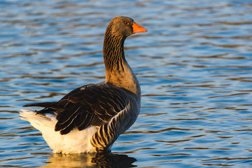 Greylag goose at shore resting in sunset light. Dam on river Mur in Gralla, Stausee