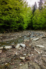 a forest river