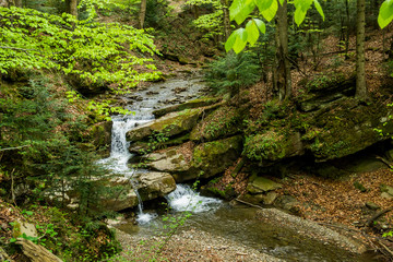 a forest river