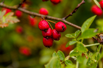 Obraz premium hawthorn (crataegus monogyna)