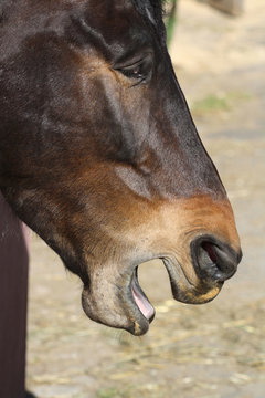 Pferd