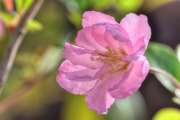 Obraz premium ハナカイドウ