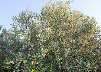 Harvest olives in Sicily