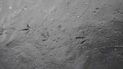 Bird tracks in the mud of the raft.